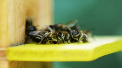 Imkerbund: Bienen nicht mit Honig füttern