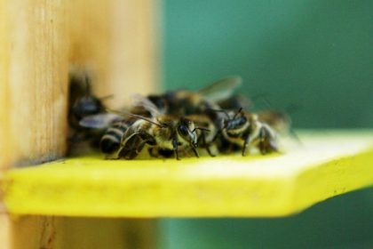 Imkerbund: Bienen nicht mit Honig füttern