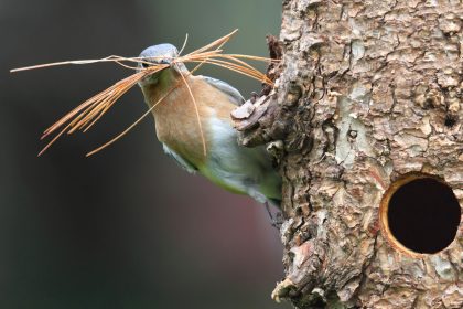 Vögel brüten wegen milder Temperaturen zum Teil früher