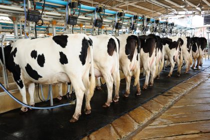 Klöckner: Molkereien stehen „sehr unter Druck“ – Coronakrise drückt Milchpreise