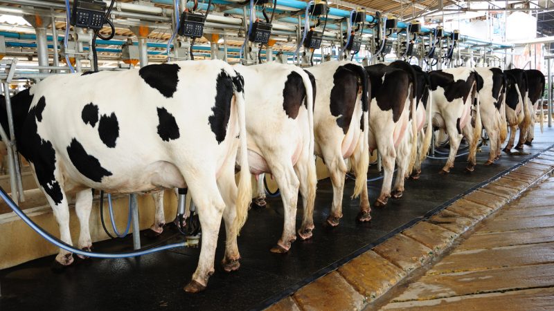 Klöckner: Molkereien stehen „sehr unter Druck“ – Coronakrise drückt Milchpreise