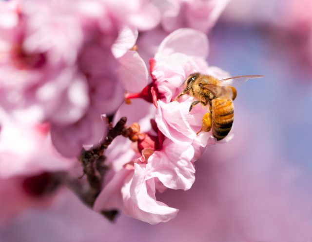Honigbiene an einer Kirschblüte