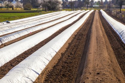 Bauern benötigen dringend Saisonarbeitskräfte – Bauernverband fordert sofortige Maßnahmen