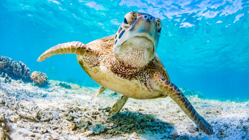Tödliche Falle: Die Anziehungskraft von stinkendem Plastik auf Meeresschildkröten