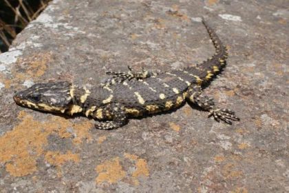 Neue Art in Südafrika: Smaug-Echsen sind wie Drachen – nur niedlicher