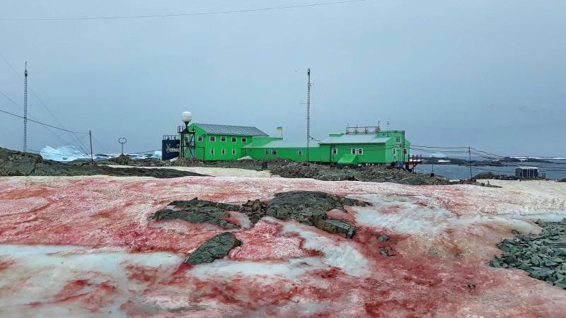 Ukrainische Forschungsstation: Alge färbt Schnee in der Antarktis blutrot
