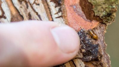Insektenschäden für fast 60 Prozent des Schadholzeinschlags verantwortlich
