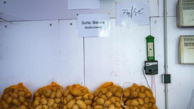 Corona-Krise: Nachfrage nach Speisekartoffeln gestiegen