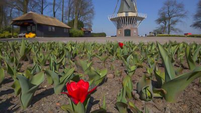 Tulpen für die Tonne: Händler in der Existenzkrise – Blumen landen massenweise im Müll