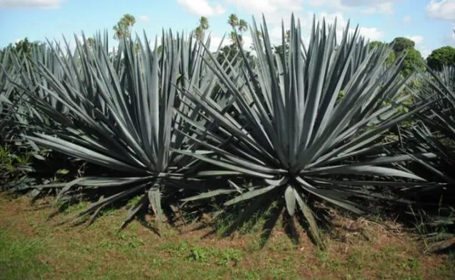 Tequila-Agaven (Agave tequilana) auf eine Farm in Queensland, Australien.