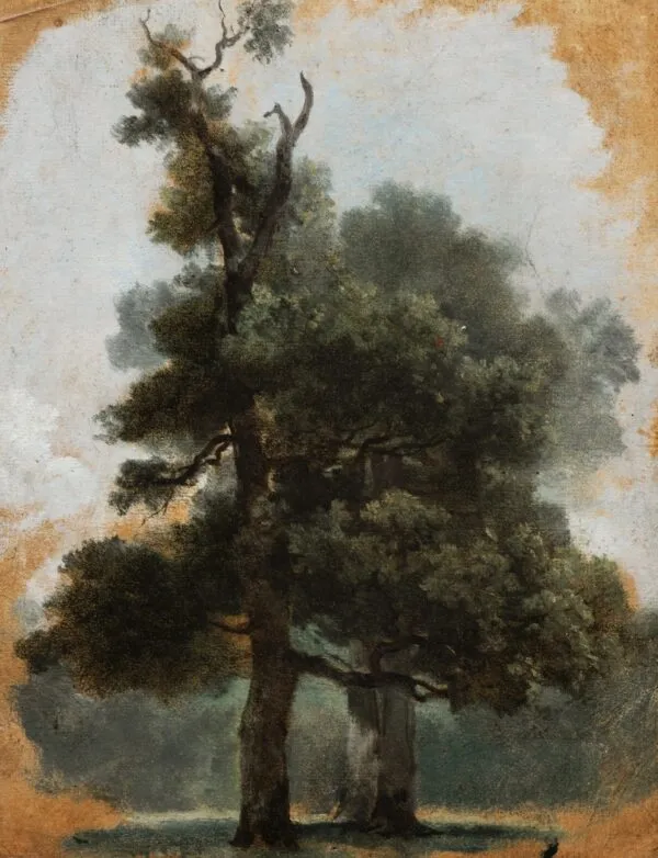 Naturgetreu gezeichnet „Studie eines Baumes im Bois de Boulogne&quot;, um 1790, von Pierre-Henri de Valenciennes.