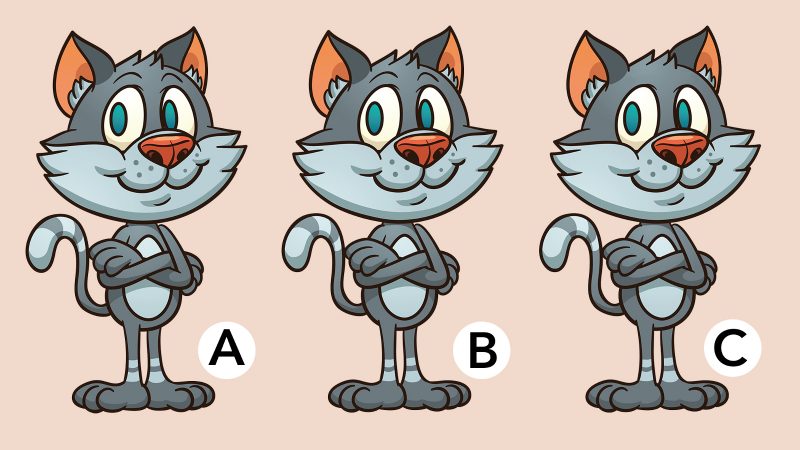 10-Sekunden-Herausforderung: Welche Katzen sind anders?