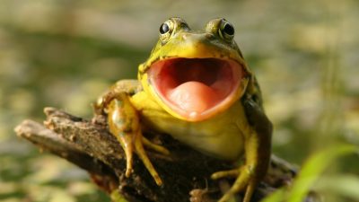 Fink und Frosch – Von Wihelm Busch