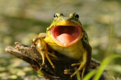 Fink und Frosch – Von Wihelm Busch