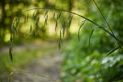 Kein Hälmlein wächst auf Erden – Von Albert Emil Brachvogel