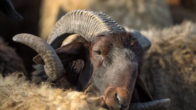 Baden-Württemberg: Unbekannte schlachten Schafbock in Streichelzoo