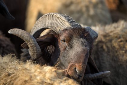Baden-Württemberg: Unbekannte schlachten Schafbock in Streichelzoo