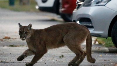 Wildtiere erobern die Städte: Wildschweine auf den Luxus-Avenues in Barcelona, ein junger Puma in Santiago