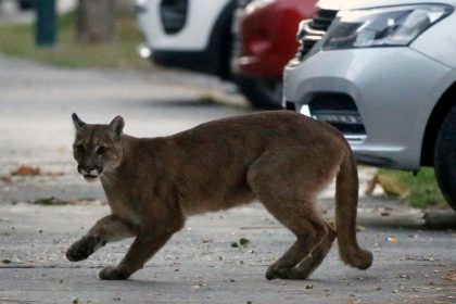 Wildtiere erobern die Städte: Wildschweine auf den Luxus-Avenues in Barcelona, ein junger Puma in Santiago