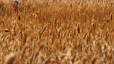 Russland schränkt Getreideexport vorerst ein – heimische Versorgung soll gesichert werden
