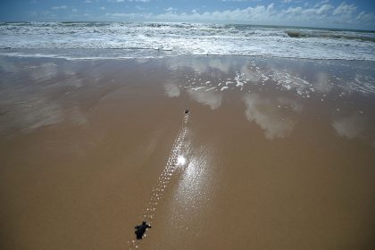 Leere Strände wegen Corona: Zahlreiche bedrohte Schildkröten schafften den Weg ins Meer