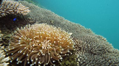 Korallen aus dem 3D-Drucker bieten fruchtbaren Boden