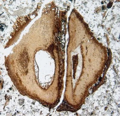 Mahagoni-Fossil