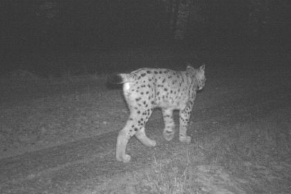 Luchs „Toni“ hilft Tierschützern in Baden-Württemberg