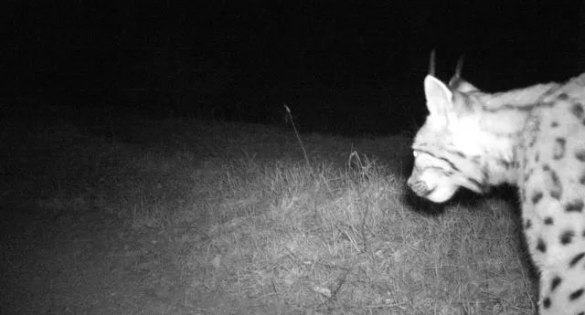 Luchs &quot;Toni&quot;, aufgenommen von einer Wildkamera im Nordschwarzwald: Foto: Forstliche Versuchs- und Forschungsanstalt Baden-Württemberg (FVA)