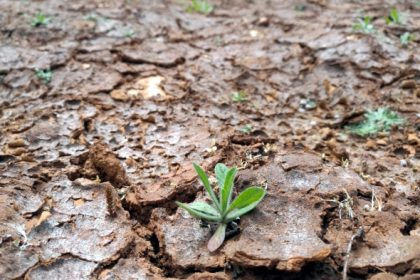 Landwirte und Waldbesitzer befürchten drittes Dürrejahr in Folge
