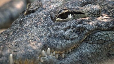 Krokodil in Australien beißt Mann und frisst Hund