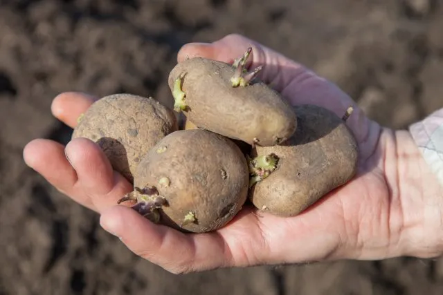 Gekeimte Kartoffeln