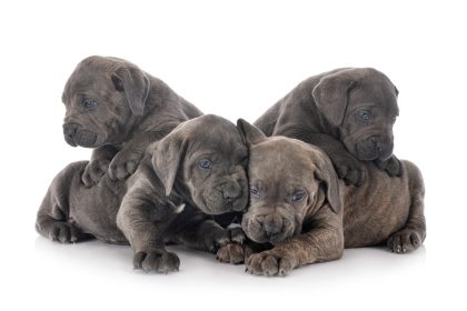 Ganz großer Wurf: Schwangerer Mastiff überrascht Besitzer mit 21 Welpen
