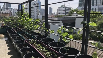 Kleingärtner: Gartenarbeit hilft dabei, ein positives Körperbild zu entwickeln