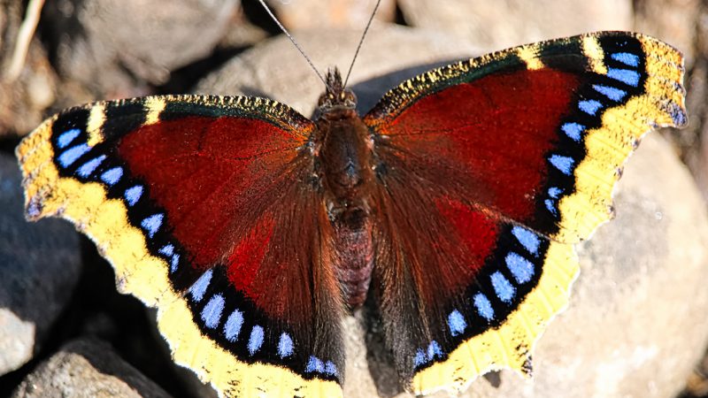 Der ungekrönte König der Schmetterlinge