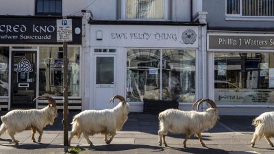 Kaschmir-Ziegen erobern leere Straßen eines Küstenorts in Wales
