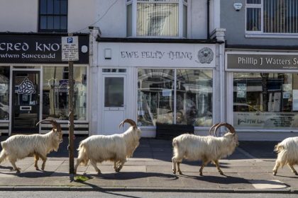 Kaschmir-Ziegen erobern leere Straßen eines Küstenorts in Wales