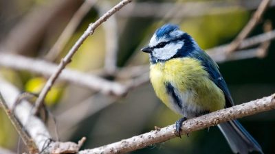 Mögliche neue Vogelkrankheit – NABU bittet tote Blaumeisen zu melden