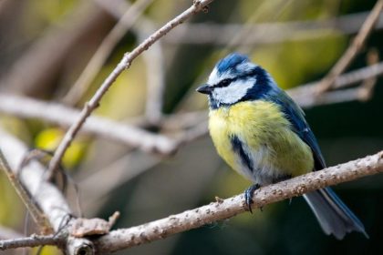 Mögliche neue Vogelkrankheit – NABU bittet tote Blaumeisen zu melden