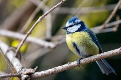 Mögliche neue Vogelkrankheit – NABU bittet tote Blaumeisen zu melden