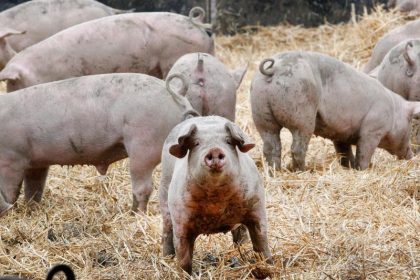 Landwirte von Schweinepest existenziell bedroht – Bauernverband fordert festen Grenzzaun zu Polen