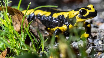 Salamanderpest breitet sich im Ruhrgebiet aus