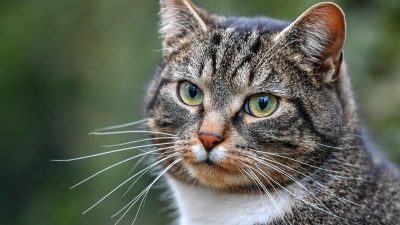 Virus tötet Tausende Katzen auf Zypern