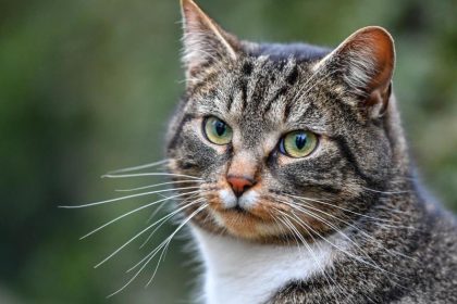 Virus tötet Tausende Katzen auf Zypern