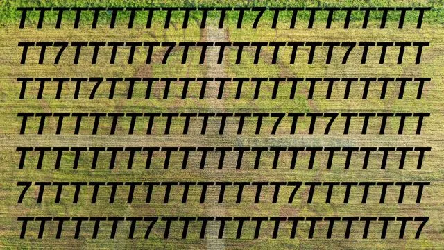 Sinne schärfen mit Suchbild 7 in T
