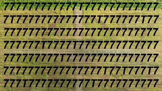 Sinne schärfen mit Suchbild T in 7