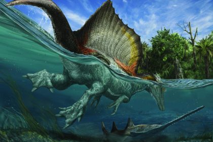 Knochenfunde: Riesige Spinosaurier aus Afrika haben offenbar Ursprung in Europa
