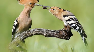 Artenvielfalt in Baden-Württemberg