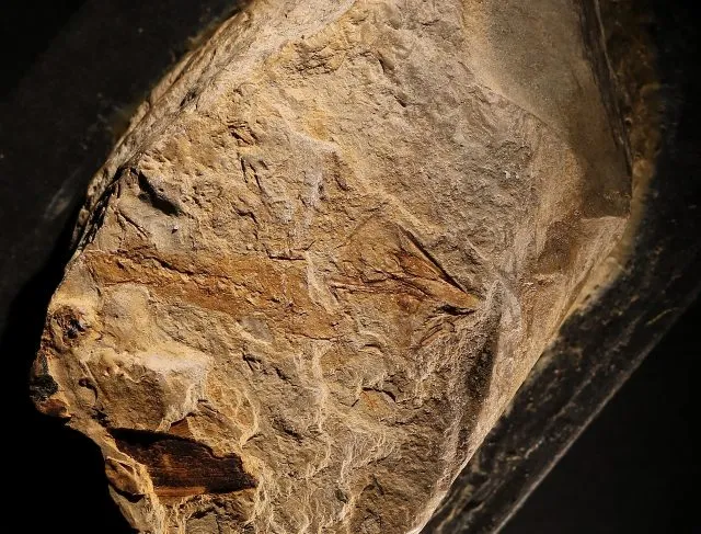 Fossil des Ursalamander