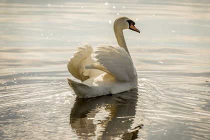 Schwan auf der Alster – Von Fred Endrikat